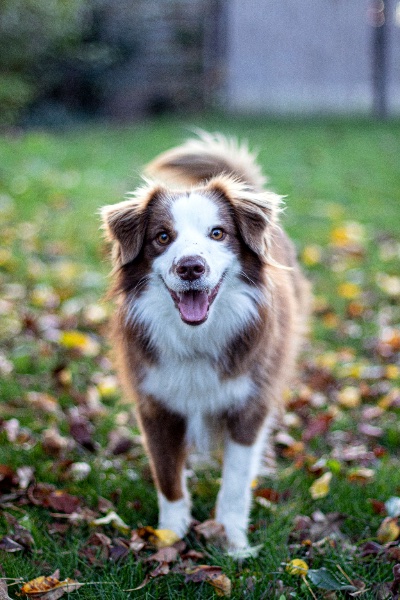 Artikel-Bild zu "Die Körpersprache der Hunde - Wie Sie sie interpretieren können" - Hunde Erste-Hilfe-Guide