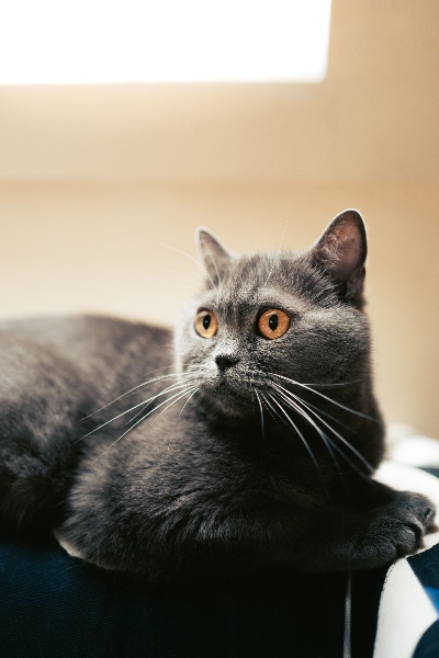 Artikel-Bild zu "Die Körpersprache der Katzen - Wie Sie sie interpretieren können" - Katzen Erste-Hilfe-Guide