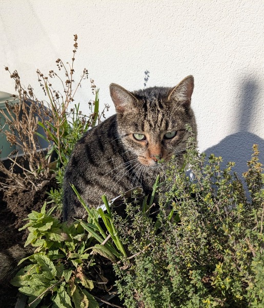 Artikel-Bild zu "Haustierfreundliche Pflanzen - Sicherheit und Wohlbefinden für Ihr Zuhause" - Allgemein Erste-Hilfe-Guide