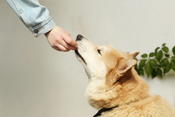 Artikel-Bild zu "Medikamente beim Hund – Wie's mit der Gabe klappt" - Hunde Erste-Hilfe-Guide